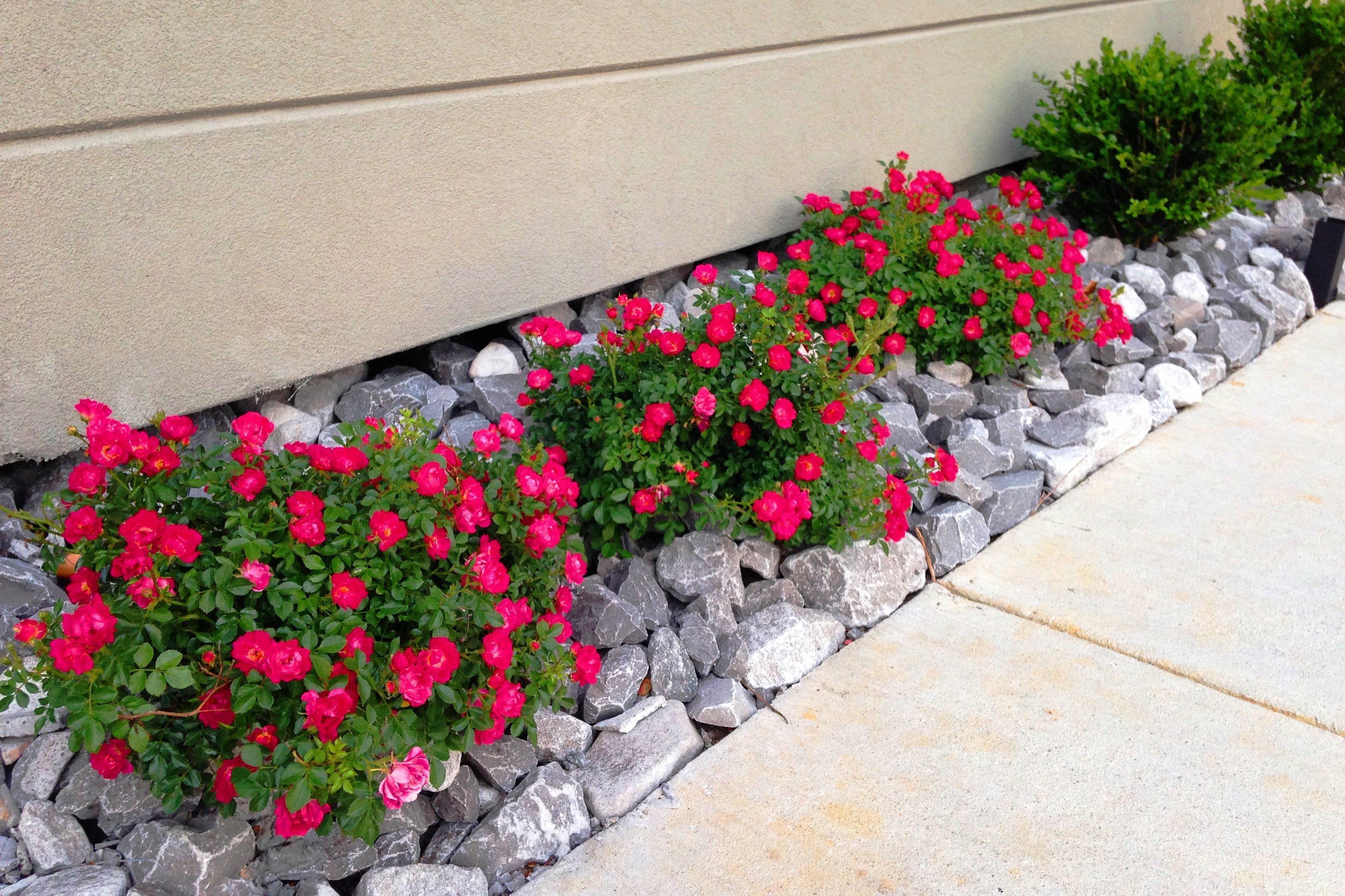 Holiday Inn Express & Suites Jackson Downtown - Coliseum By Ihg Exterior foto